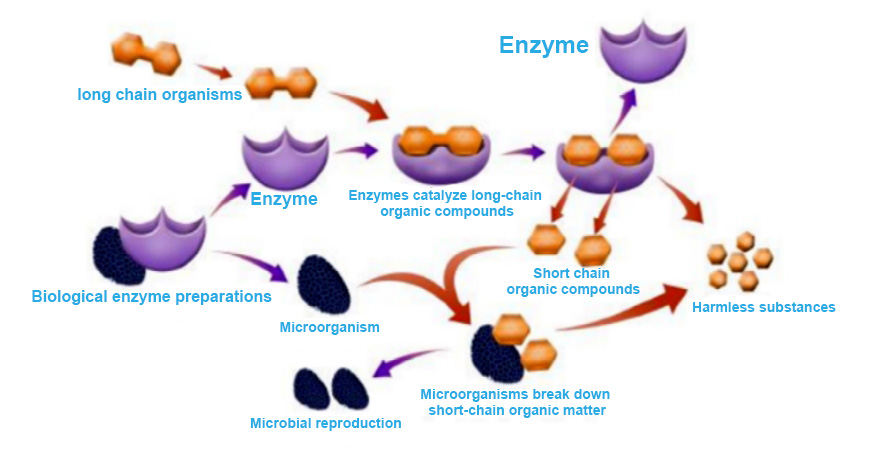 Working-principle-diagram-of-biological-enzymes